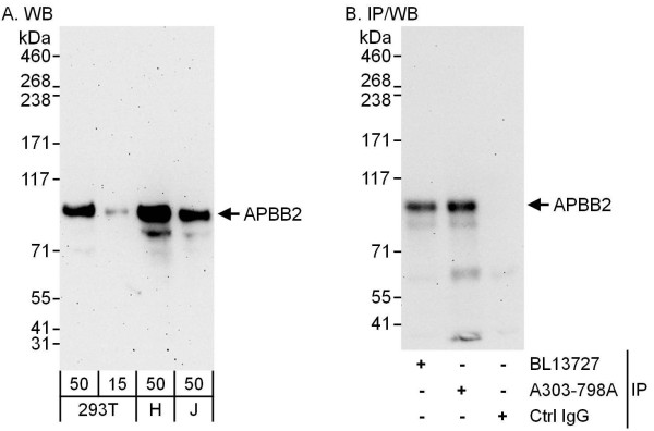 Anti-APBB2