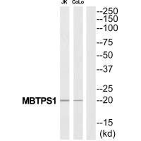 Anti-MBTPS1