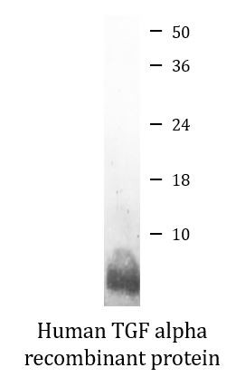Human TGF alpha recombinant protein (Active)