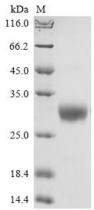 Oncostatin M (OSM), partial, Macaca mulatta, recombinant