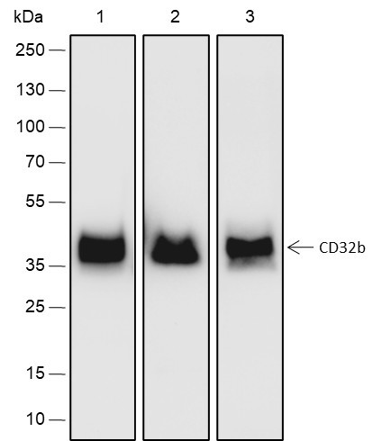 Anti-Recombinant CD32B, clone A169