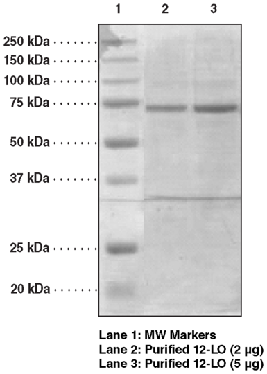 12-Lipoxygenase (platelet-type, mouse recombinant)