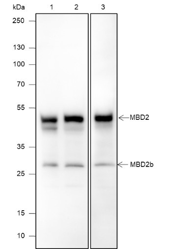 Anti-Recombinant MBD2, clone A621