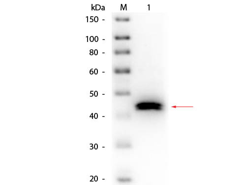 Anti-PEPSIN, Biotin Conjugated