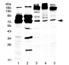 Anti-DDX3 (N-Terminal Region)