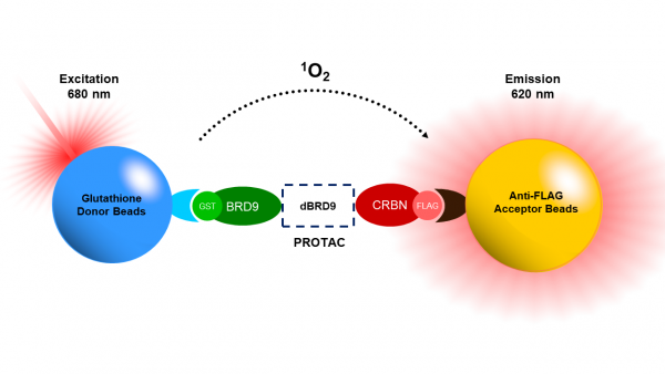 PROTAC(R) Optimization Kit for BRD9-Cereblon Binding