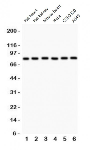 Anti-Mitofusin 1