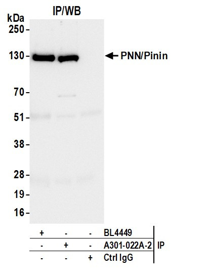 Anti-PNN/Pinin