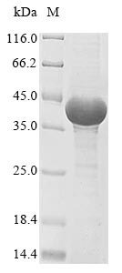Serine/threonine-protein phosphatase PP1-alpha catalytic subunit (PPP1CA) (X155S,X158S), dog, recomb