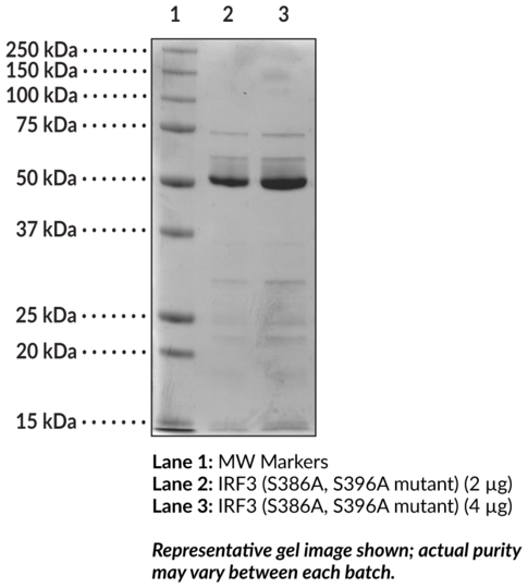 IRF3 (S386A, S396A mutant, human, recombinant)