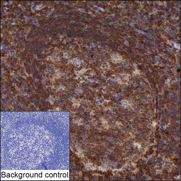 Anti-PTPN6