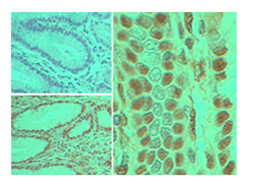 Anti-Caspase-8, clone 90A992