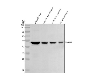 Anti-Zebrafish Gata3 / GATA binding factor 3