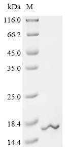 Ubiquitin-like protein FUBI (Fau), mouse, recombinant
