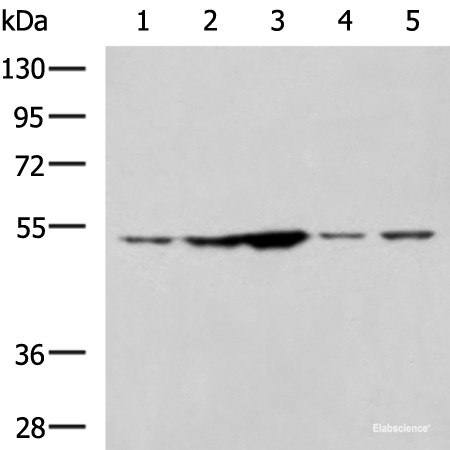 Anti-SNTA1