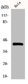 Anti-NR2F6