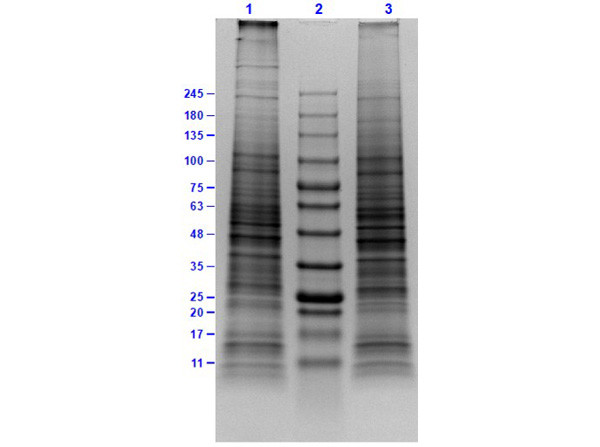 KG-1 Whole Cell Lysate