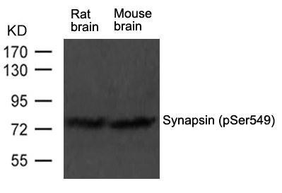 Anti-phospho-Syn1 (Ser549)