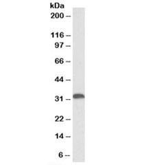 Anti-Heme Oxygenase 1 (HO-1)