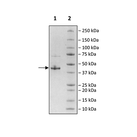 KAT6A (MOZ), FLAG-Tag Recombinant