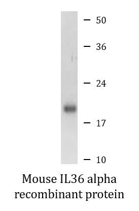 Mouse IL36 alpha recombinant protein (Active)