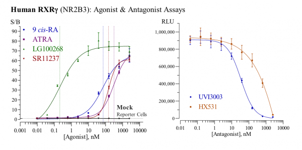 RXRgamma (human) Reporter Assay Kit