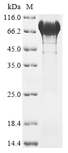 Glycerol-3-phosphate dehydrogenase, mitochondrial (GPD2), human, recombinant