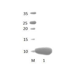 MAGI3_3 PDZ Domain