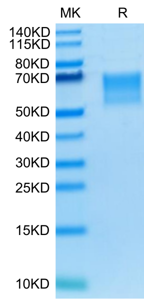 Human TPBG/5T4 Protein