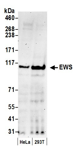 Anti-EWS