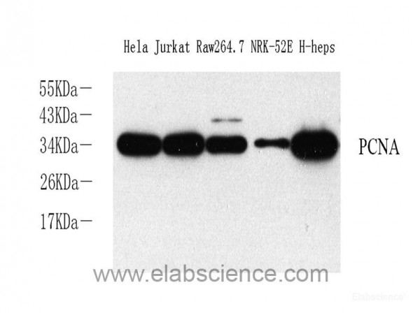Anti-PCNA