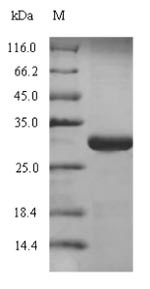 Pulmonary surfactant-associated protein C (SFTPC), human, recombinant
