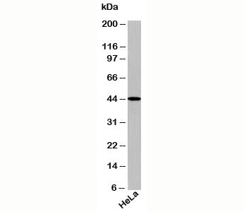 Anti-TRBP2