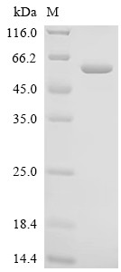 Angiopoietin-related protein 6 (ANGPTL6), human, recombinant