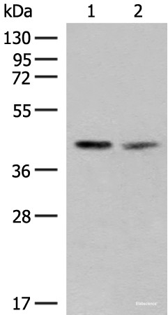 Anti-FAM84B