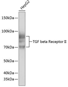 Anti-TGF beta Receptor II (TGFBR2)