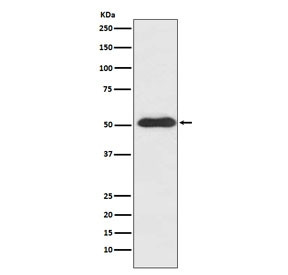 Anti-SLIT2, clone ACGF-19