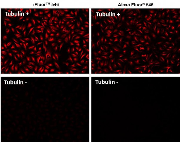 iFluor(TM) 546 goat anti-mouse IgG (H+L)