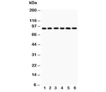 Anti-TLR1