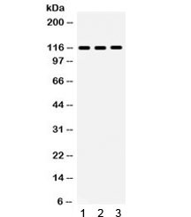 Anti-NLRC4