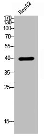 Anti-RSAD2