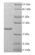 Beta-lactamase SHV-1 (bla), Klebsiella pneumoniae, recombinant