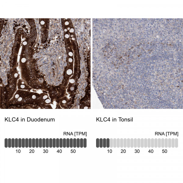 Anti-KLC4
