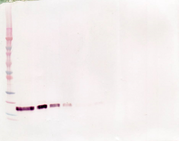 Anti-TNF Receptor II (Biotin)