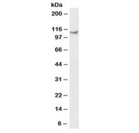 Anti-KIF5B (Biotin Conjugate)