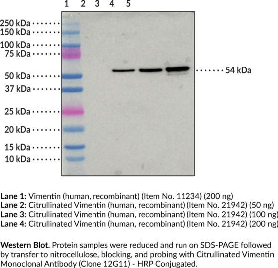 Anti-Citrullinated Vimentin (Clone 12G11) - HRP Conjugated