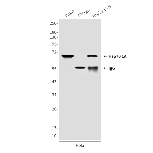 Anti-HSPA1A