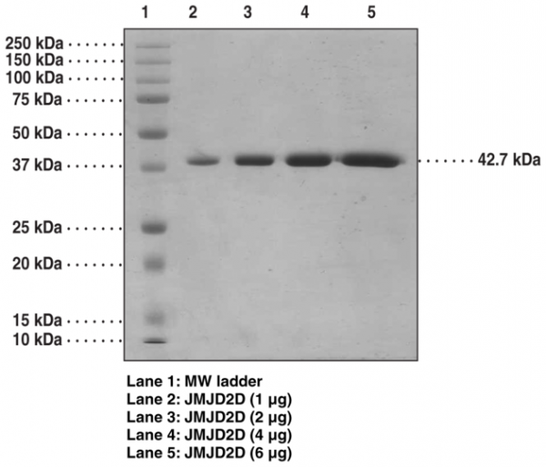 JMJD2D (human, recombinant)