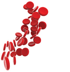 Fresh human leukocyte reduced red blood cells from blood in CPD - chilled overnight delivery