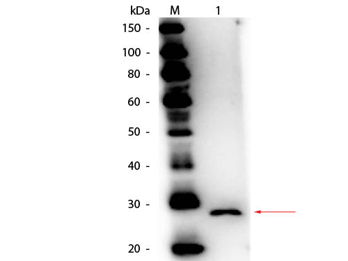 Anti-EBI-3, Peroxidase conjugated